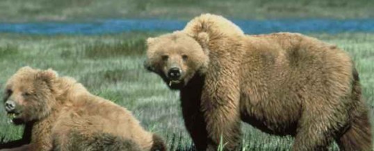 bear